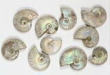 Lot: KG Silver Iridescent Ammonites (-) - Pieces #79447-2